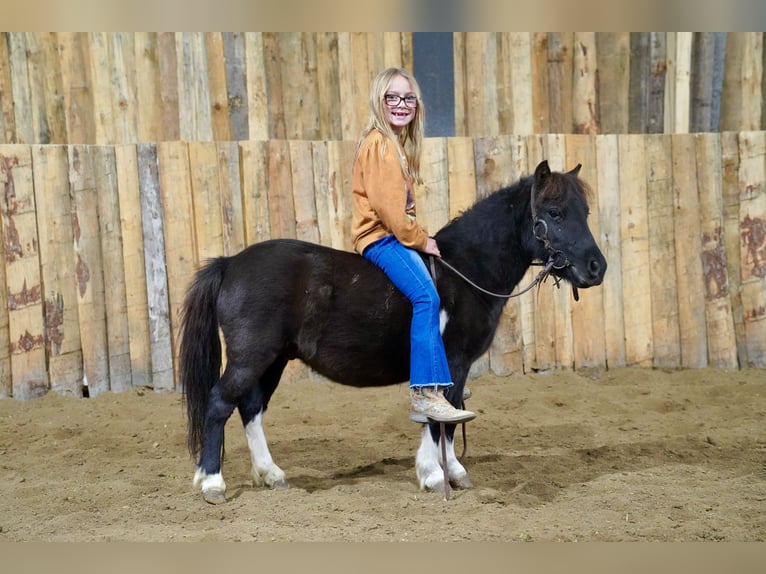 Meer ponys/kleine paarden Ruin 5 Jaar 86 cm Gevlekt-paard in Corsica