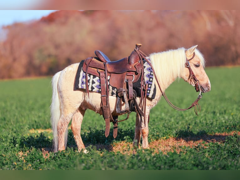 Meer ponys/kleine paarden Ruin 5 Jaar 86 cm Palomino in Sedalia
