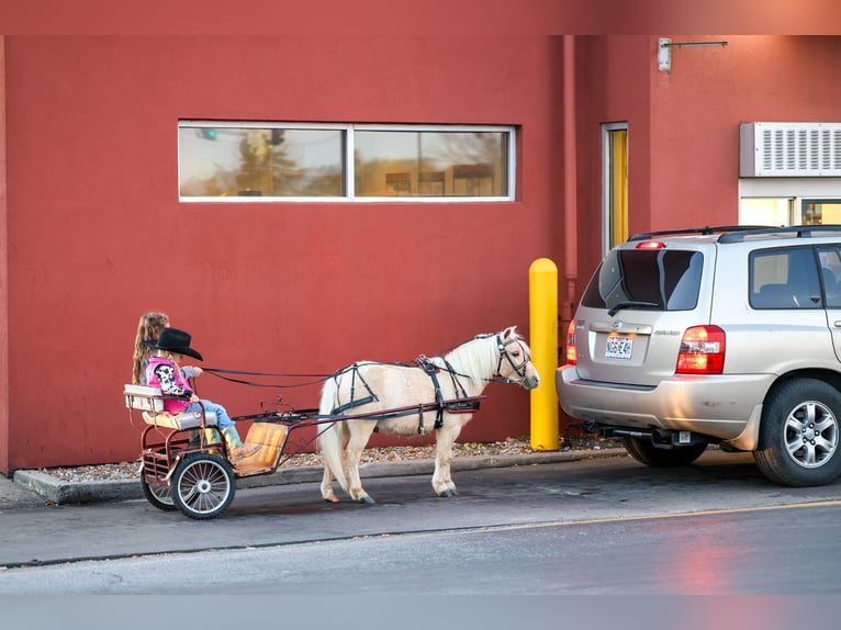 Meer ponys/kleine paarden Ruin 5 Jaar 86 cm Palomino in Sedalia