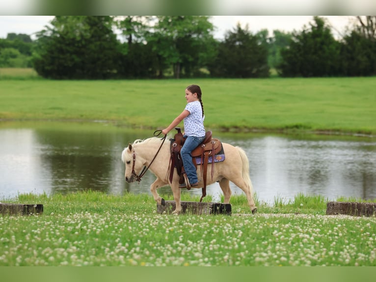 Meer ponys/kleine paarden Ruin 5 Jaar 89 cm Palomino in Buffalo
