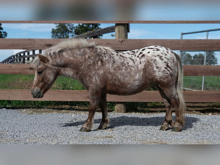 Meer ponys/kleine paarden Ruin 5 Jaar 91 cm Donkere-vos in Fredericksburg