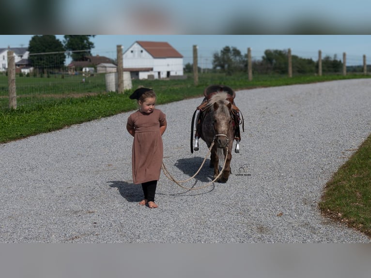 Meer ponys/kleine paarden Ruin 5 Jaar 91 cm Donkere-vos in Fredericksburg