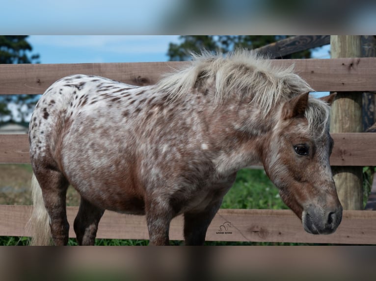 Meer ponys/kleine paarden Ruin 5 Jaar 91 cm Donkere-vos in Fredericksburg