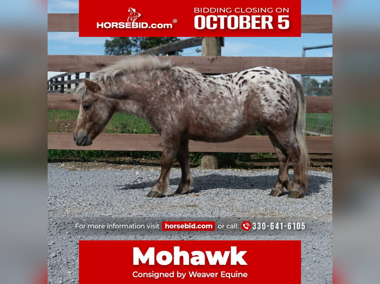 Meer ponys/kleine paarden Ruin 5 Jaar 91 cm Donkere-vos in Fredericksburg