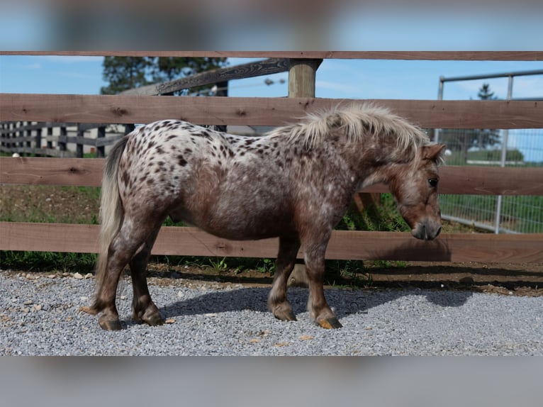 Meer ponys/kleine paarden Ruin 5 Jaar 91 cm Donkere-vos in Fredericksburg