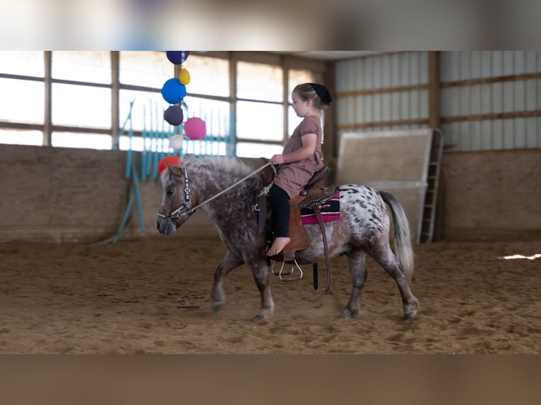 Meer ponys/kleine paarden Ruin 5 Jaar 91 cm Donkere-vos in Fredericksburg