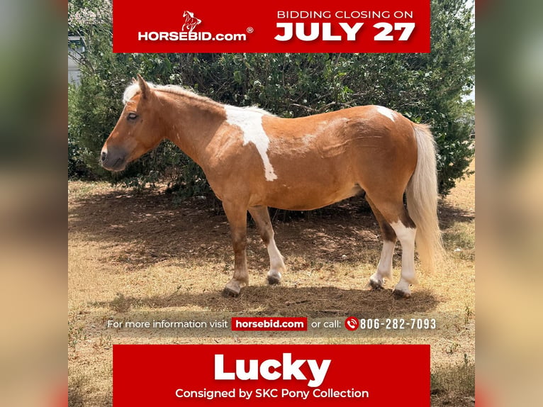 Meer ponys/kleine paarden Ruin 5 Jaar 91 cm Gevlekt-paard in Canyon
