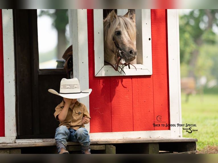 Meer ponys/kleine paarden Ruin 5 Jaar 91 cm in Clover