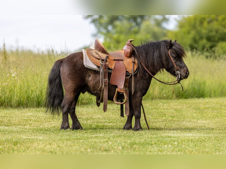 Meer ponys/kleine paarden Ruin 5 Jaar 91 cm Zwart in Ewing