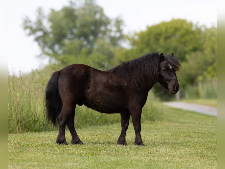 Meer ponys/kleine paarden Ruin 5 Jaar 91 cm Zwart in Ewing