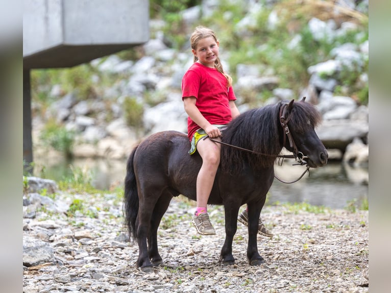 Meer ponys/kleine paarden Ruin 5 Jaar 91 cm Zwart in Ewing