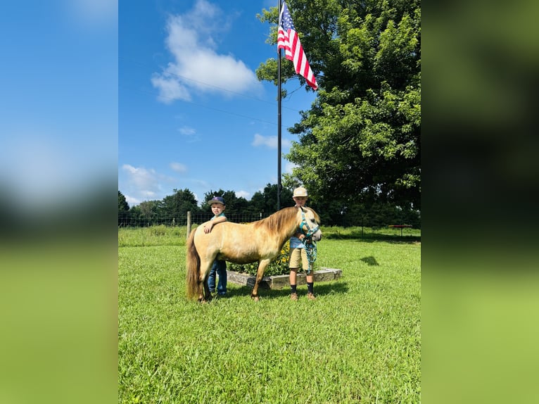 Meer ponys/kleine paarden Ruin 5 Jaar 97 cm Buckskin in Columbia, KY