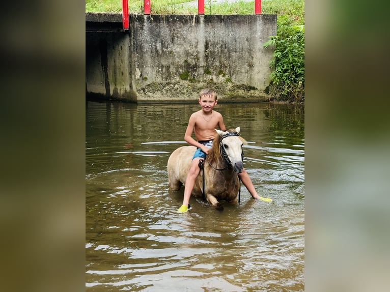 Meer ponys/kleine paarden Ruin 5 Jaar 97 cm Buckskin in Columbia, KY