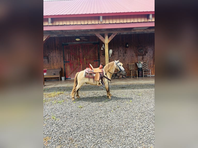 Meer ponys/kleine paarden Ruin 5 Jaar 97 cm Buckskin in Columbia, KY