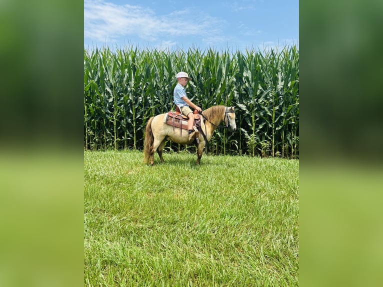 Meer ponys/kleine paarden Ruin 5 Jaar 97 cm Buckskin in Columbia, KY
