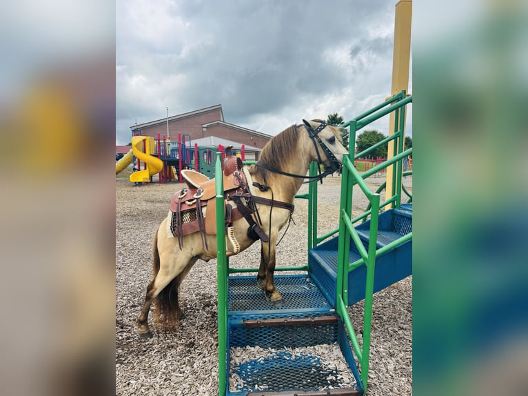 Meer ponys/kleine paarden Ruin 5 Jaar 97 cm Buckskin in Columbia, KY