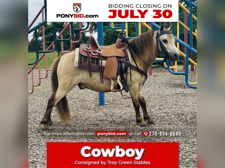 Meer ponys/kleine paarden Ruin 5 Jaar 97 cm Buckskin in Columbia, KY