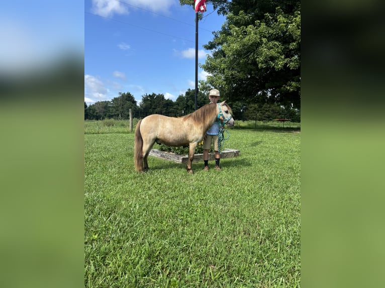 Meer ponys/kleine paarden Ruin 5 Jaar 97 cm Buckskin in Columbia, KY