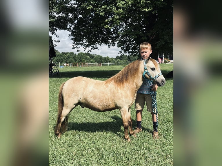 Meer ponys/kleine paarden Ruin 5 Jaar 97 cm Buckskin in Columbia, KY