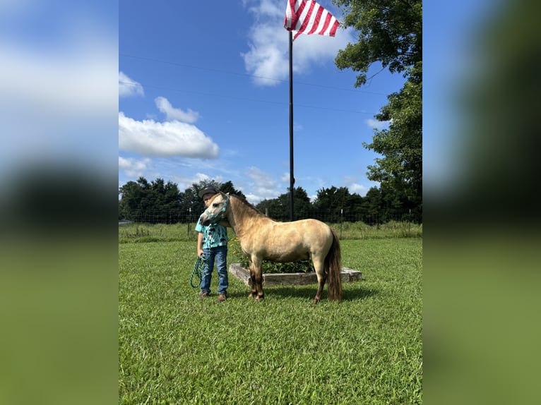 Meer ponys/kleine paarden Ruin 5 Jaar 97 cm Buckskin in Columbia, KY