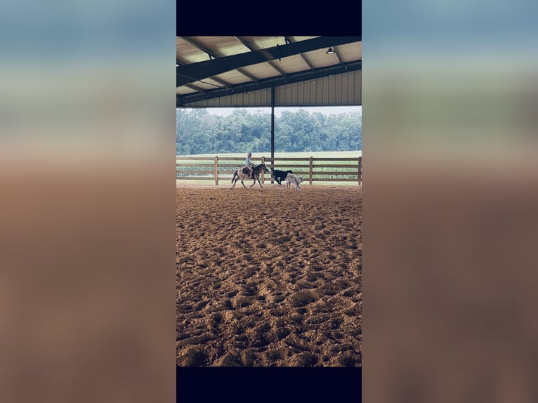 Meer ponys/kleine paarden Ruin 5 Jaar 97 cm Buckskin in Columbia, KY