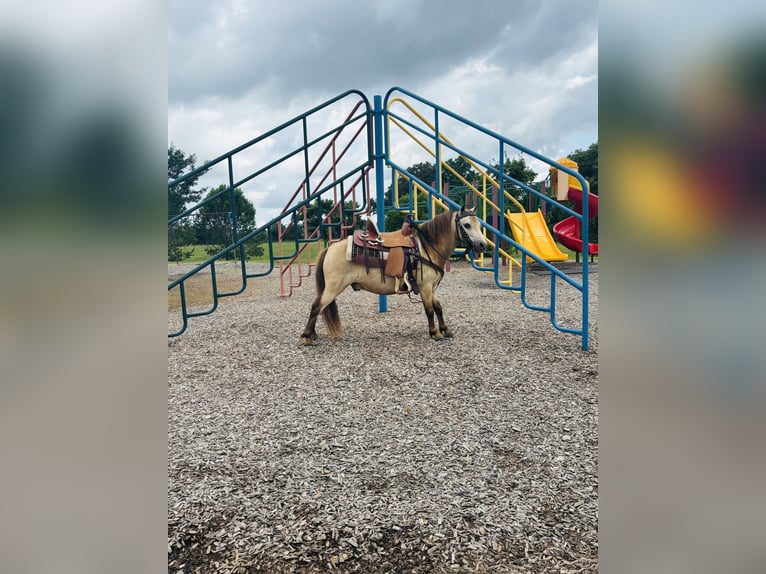 Meer ponys/kleine paarden Ruin 5 Jaar 97 cm Buckskin in Columbia, KY