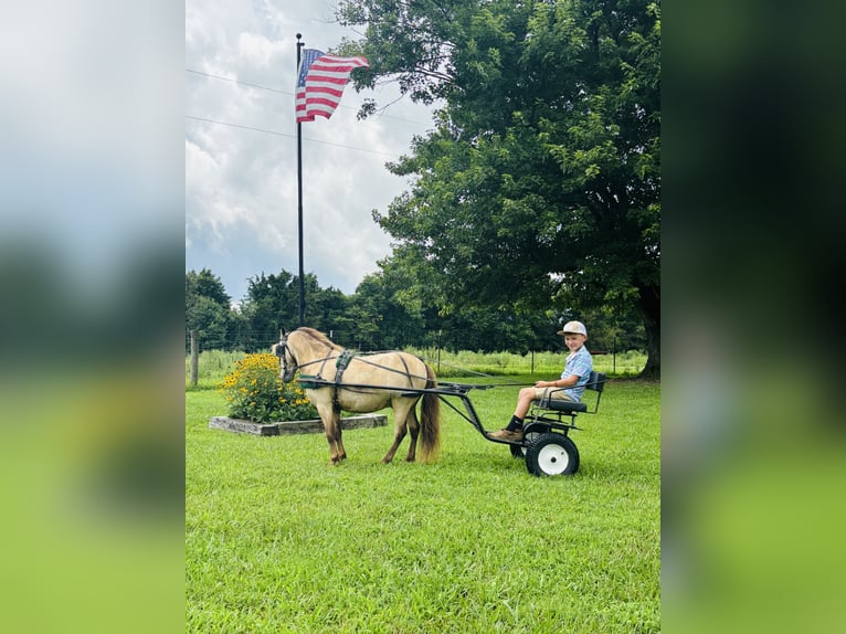 Meer ponys/kleine paarden Ruin 5 Jaar 97 cm Buckskin in Columbia, KY