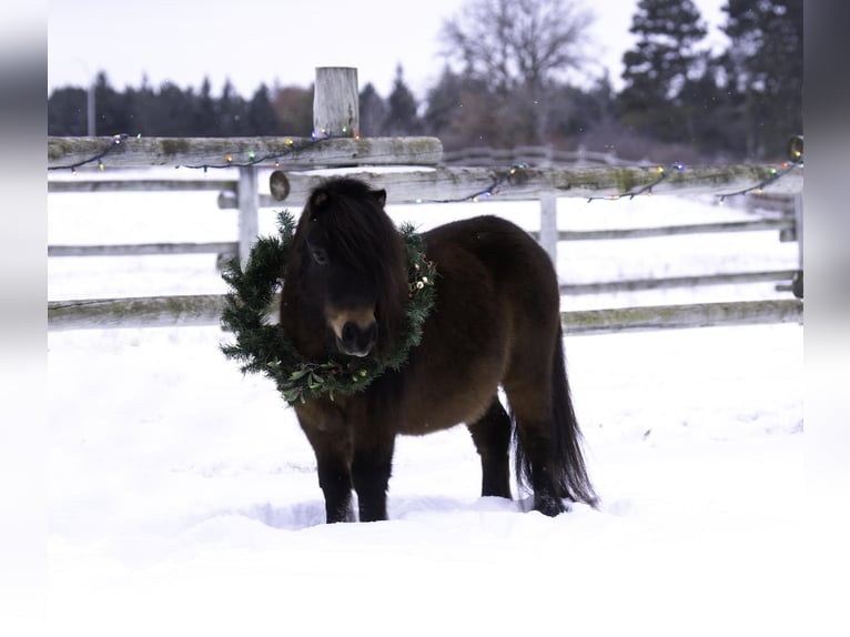 Meer ponys/kleine paarden Ruin 5 Jaar 97 cm Roodbruin in Nevis