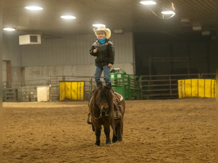 Meer ponys/kleine paarden Ruin 5 Jaar 97 cm Roodbruin in Nevis