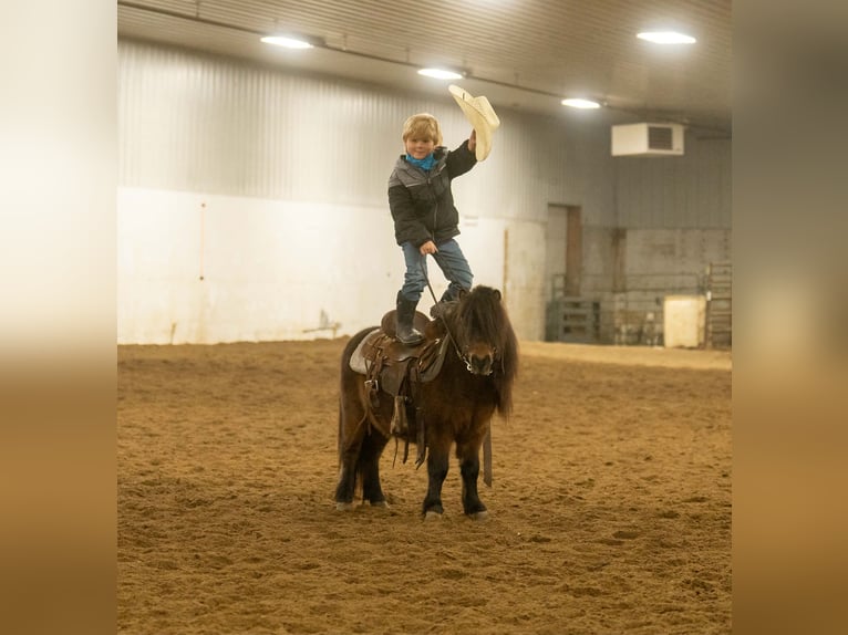 Meer ponys/kleine paarden Ruin 5 Jaar 97 cm Roodbruin in Nevis