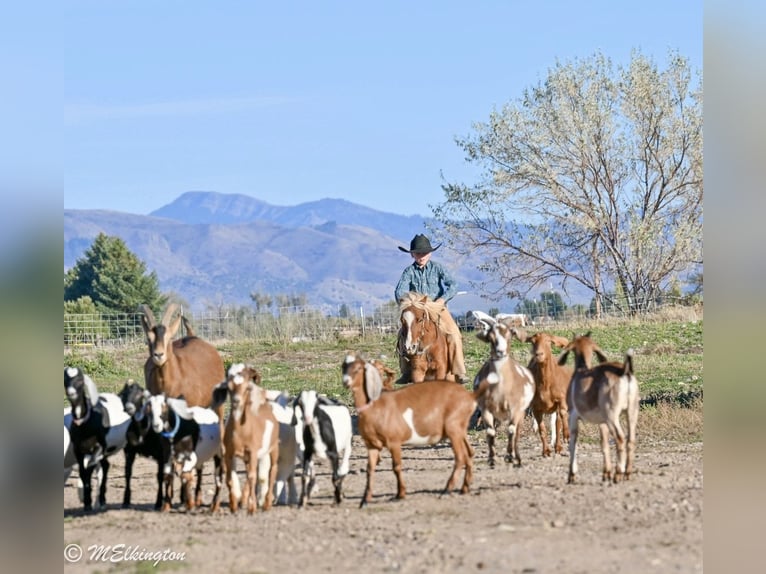 Meer ponys/kleine paarden Ruin 5 Jaar 97 cm Roodvos in Rigby