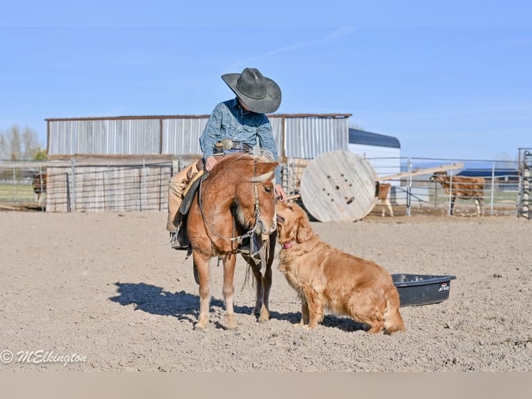 Meer ponys/kleine paarden Ruin 5 Jaar 97 cm Roodvos in Rigby