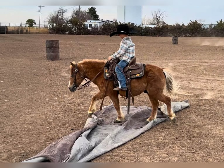 Meer ponys/kleine paarden Ruin 5 Jaar 97 cm Roodvos in Canyon
