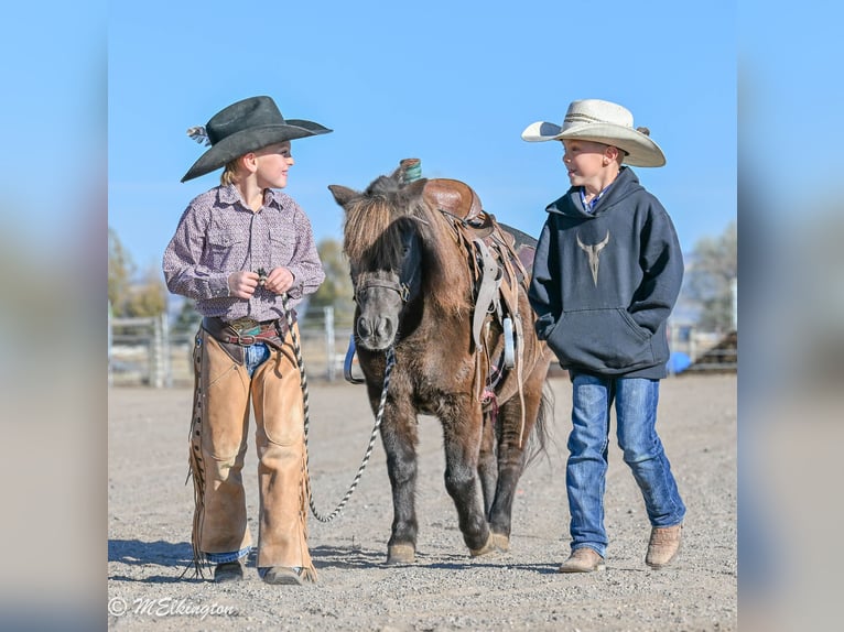 Meer ponys/kleine paarden Ruin 5 Jaar 99 cm Bruin in Rigby