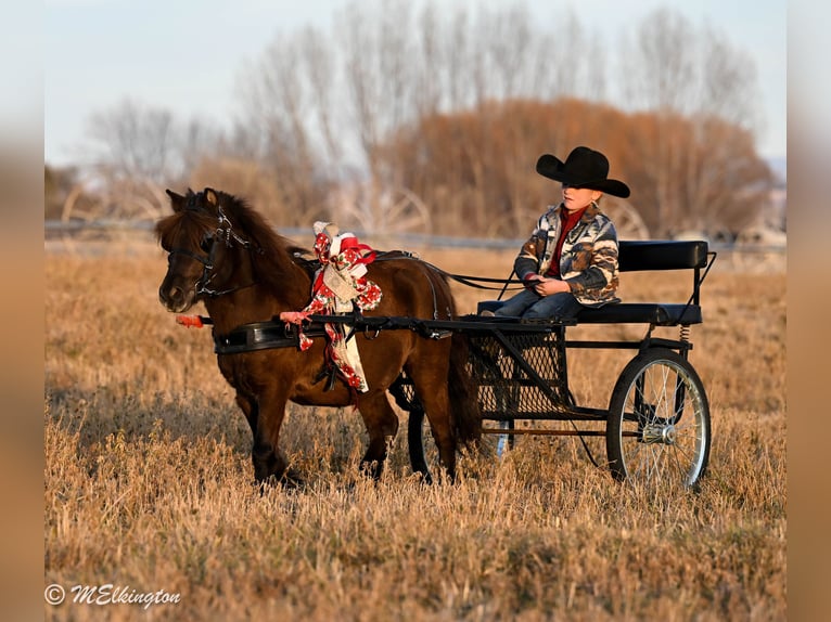 Meer ponys/kleine paarden Ruin 5 Jaar 99 cm Bruin in Rigby