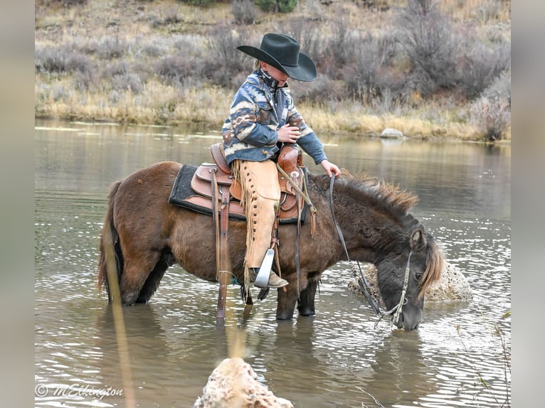 Meer ponys/kleine paarden Ruin 5 Jaar 99 cm Bruin in Rigby