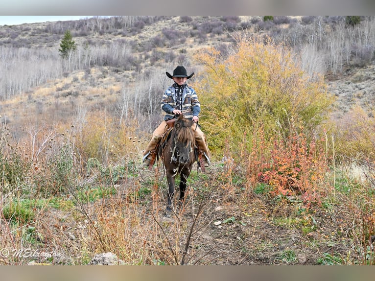 Meer ponys/kleine paarden Ruin 5 Jaar 99 cm Bruin in Rigby