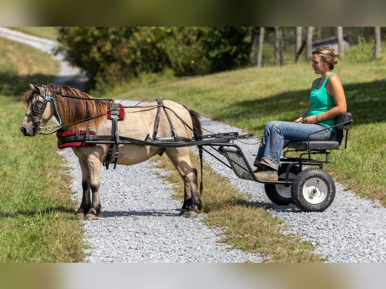Meer ponys/kleine paarden Ruin 5 Jaar 99 cm Buckskin in Ewing