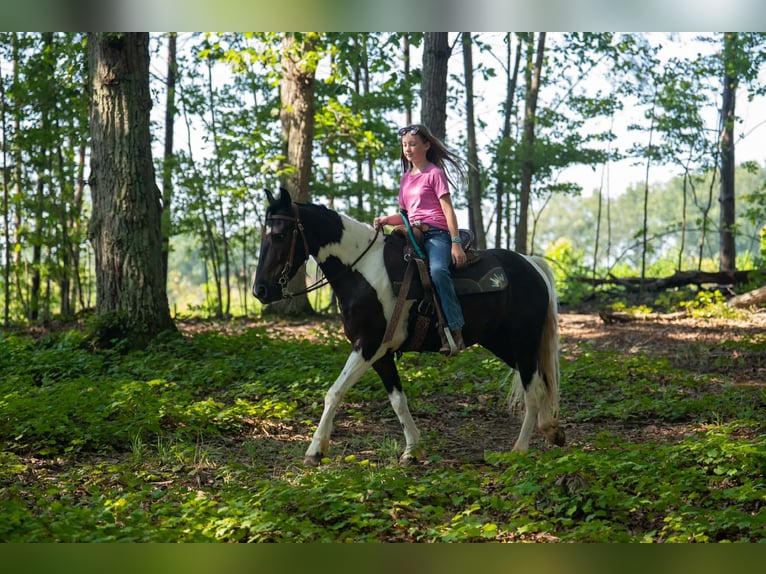 Meer ponys/kleine paarden Ruin 5 Jaar Gevlekt-paard in Clover