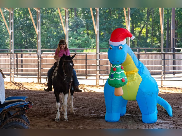 Meer ponys/kleine paarden Ruin 5 Jaar Gevlekt-paard in Clover