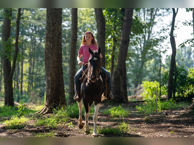 Meer ponys/kleine paarden Ruin 5 Jaar Gevlekt-paard in Clover