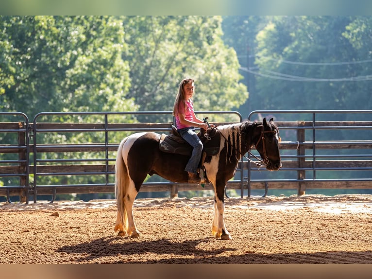 Meer ponys/kleine paarden Ruin 5 Jaar Gevlekt-paard in Clover