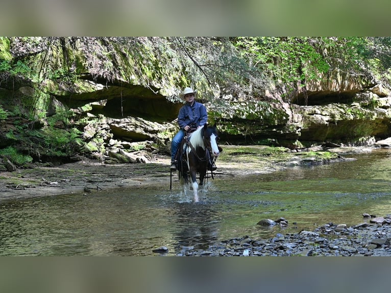 Meer ponys/kleine paarden Ruin 5 Jaar Gevlekt-paard in Millersburg