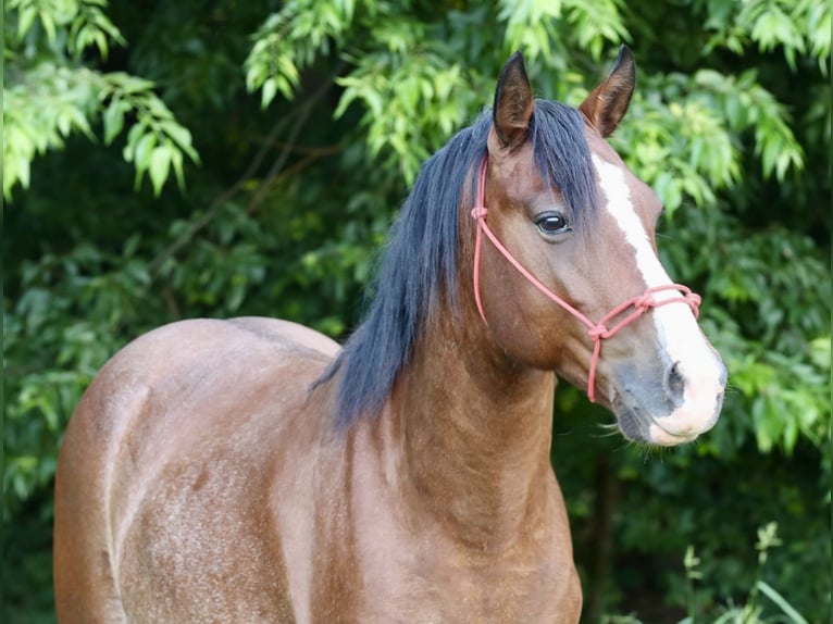 Meer ponys/kleine paarden Ruin 5 Jaar Gevlekt-paard in Jay