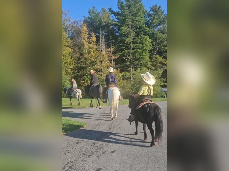 Meer ponys/kleine paarden Ruin 5 Jaar Gevlekt-paard in Rebersburg