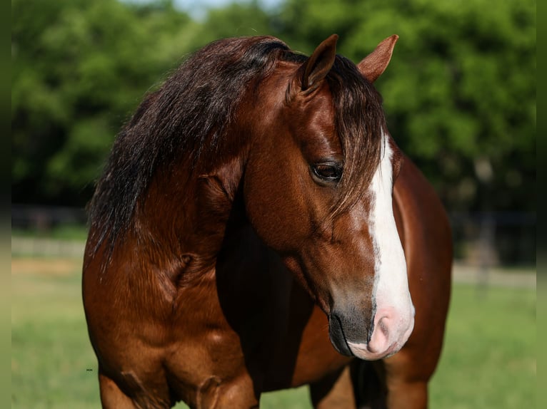 Meer ponys/kleine paarden Ruin 5 Jaar Roodvos in Joshua