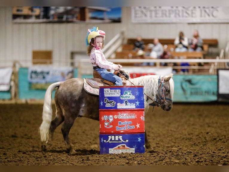 Meer ponys/kleine paarden Ruin 6 Jaar 102 cm Palomino in Congress