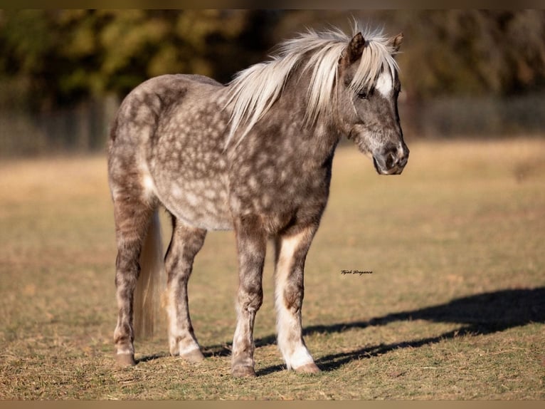 Meer ponys/kleine paarden Ruin 6 Jaar 102 cm in Weatherford