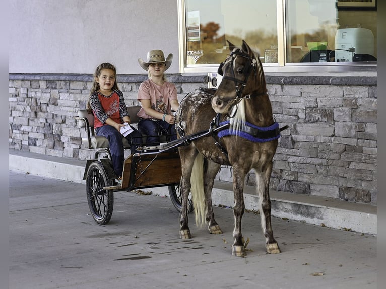 Meer ponys/kleine paarden Ruin 6 Jaar 107 cm Palomino in Sedalia
