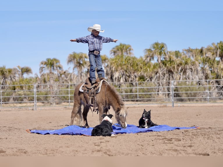 Meer ponys/kleine paarden Ruin 6 Jaar 107 cm  in Aguila
